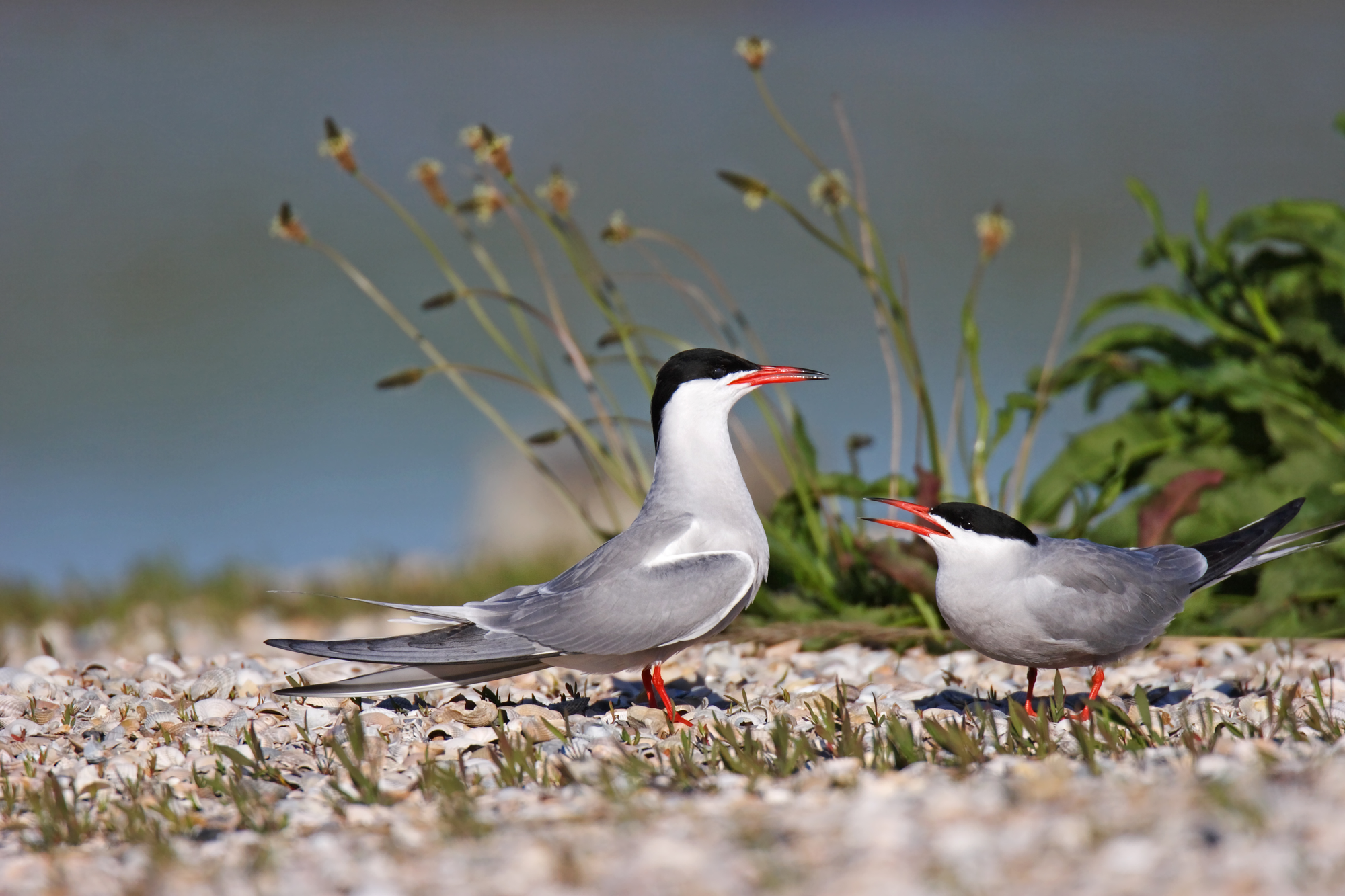 Flussseeschwalbe - LBV - Gemeinsam Bayerns Natur schützen